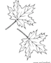 Two autumn leaves