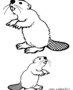 Two beavers