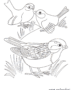 Three cute birds