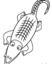 Alligator