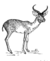 Antelope