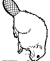 Beaver