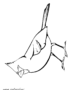 Cardinal bird