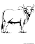 Brahman bull
