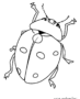 A bug
