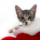 Santa cat Christmas card