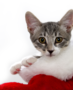 Santa cat Christmas card