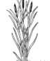 Cattails plant