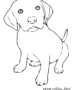 Cute puppy