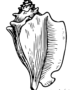 Conch shell