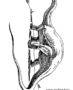 Dinosaur – Brontosaurus