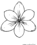 Crocus flower