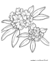 Rhododendron flower