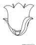 Tulip flower