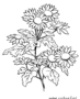 Daisy flowers