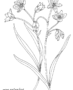 Flowers and stems