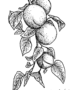 Apricots