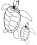 Baby turtle & dad