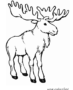 Moose