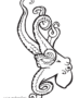 Ocean octopus