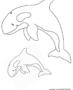 Two orcas