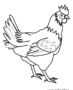Rooster