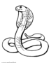 King cobra
