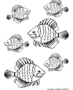 Tropical fish