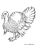 A turkey