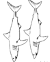 Two sharks