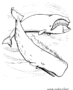 Whales in the ocean