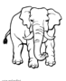 Elephant with tusks