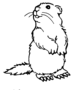 Woodchuck