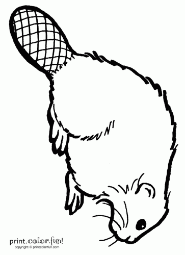 oregon state beavers coloring pages - photo #11