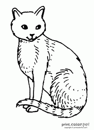 Cat coloring page  Print. Color. Fun!