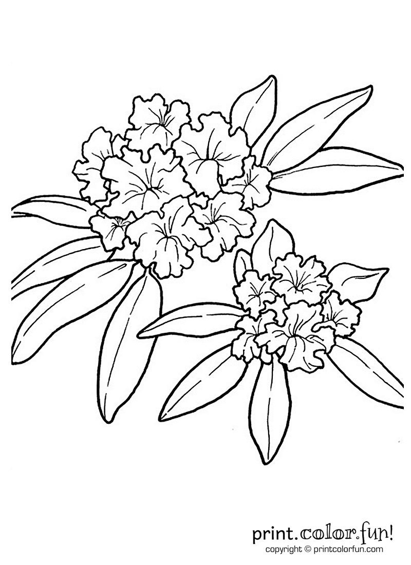 coloring pages for rhododendron - photo #1