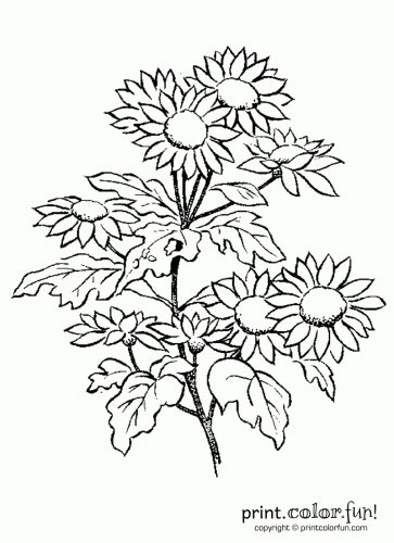 daisy flower coloring pages - photo #48