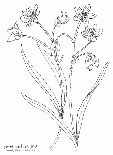 daisy coloring pages no stem - photo #11