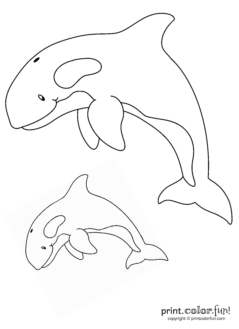 Two Orcas Coloring Page Print Color Fun 
