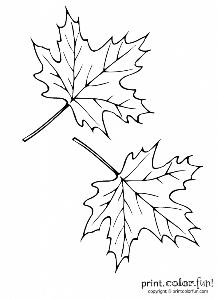 leaves - Print. Color. Fun! Free printables, coloring pages, crafts ...