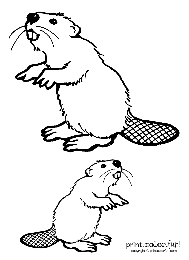 Two Beavers Coloring Page Print Color Fun 