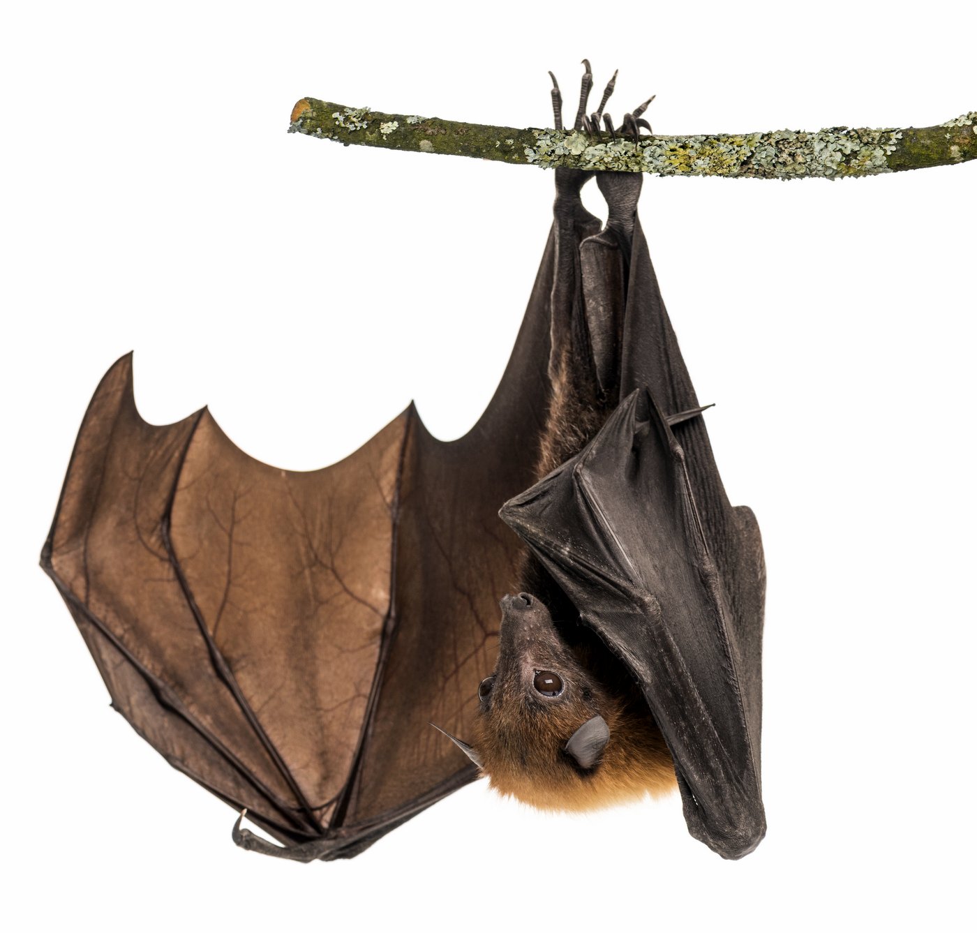 Lyle's flying fox hanging from a branch, Pteropus lylei, isolated