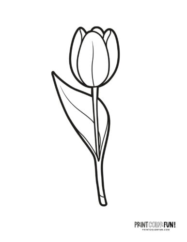 A single tulip flower coloring page at PrintColorFun com from PrintColorFun com