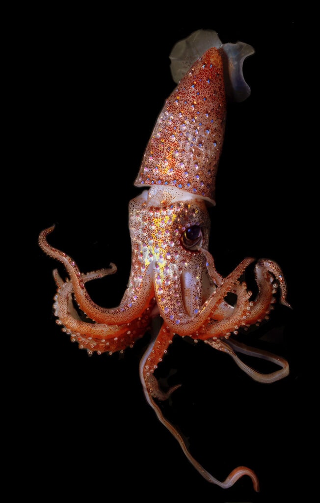 A strawberry squid (Photo by NOAA Fisheries)