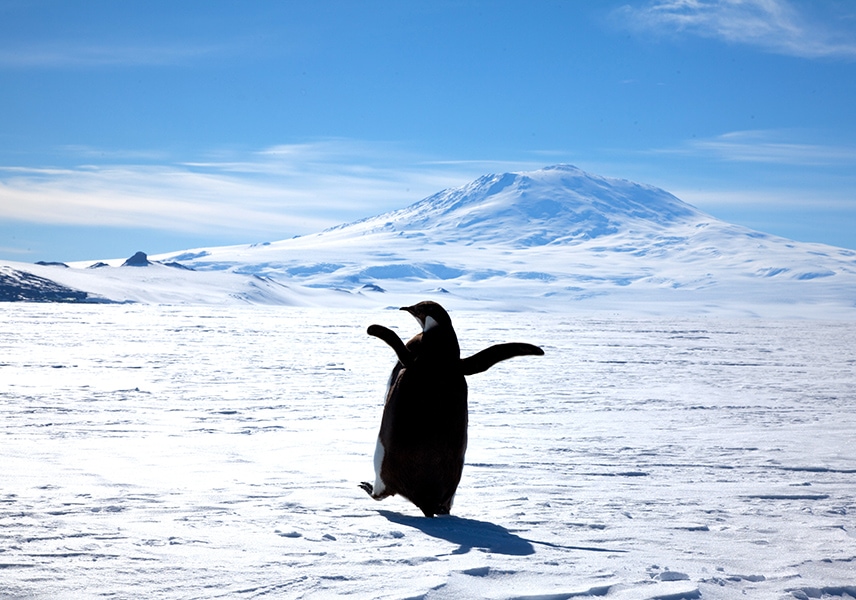 An emperor penguin in Antarctica via NSF
