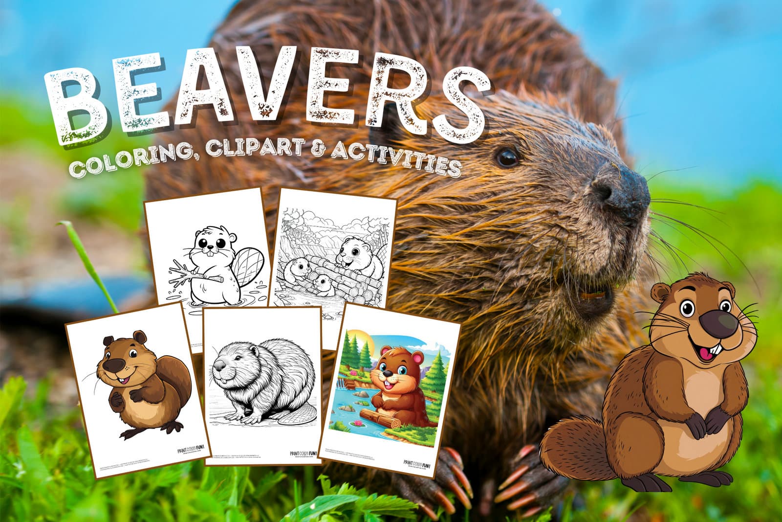 Animal fun - Beaver coloring pages, clipart and activities from PrintColorFun com