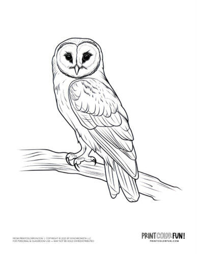 Barn owl coloring page - bird clipart at PrintColorFun com