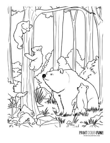 Bear coloring page drawing from PrintColorFun com (2)
