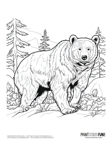 Bear coloring page drawing from PrintColorFun com (3)