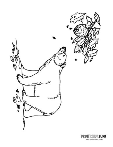Bear looking for honey in a bee hive coloring page - PrintColorFun com